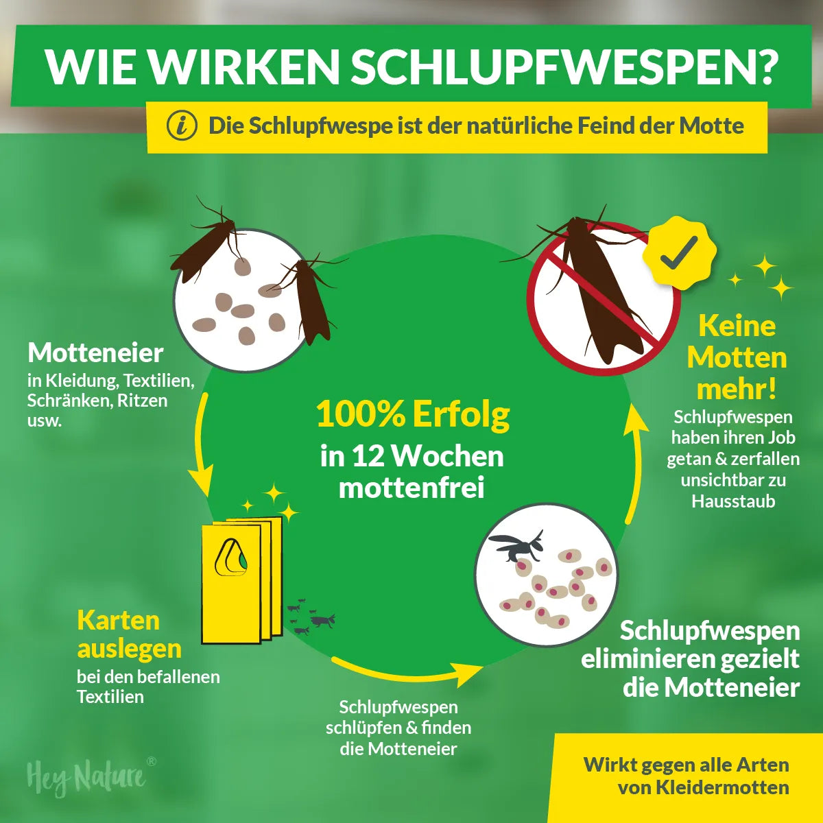 Schlupfwespen gegen Kleidermotten