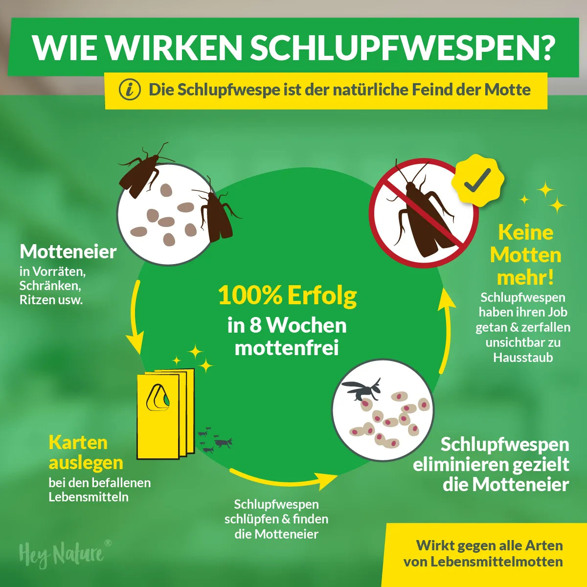 Schlupfwespen gegen Lebensmittelmotten