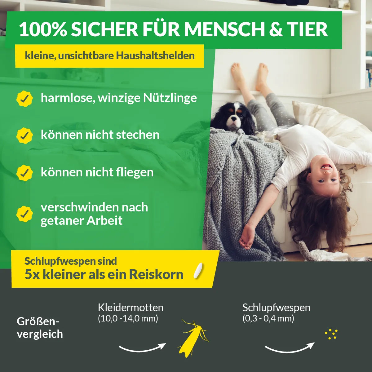 Schlupfwespen gegen Kleidermotten