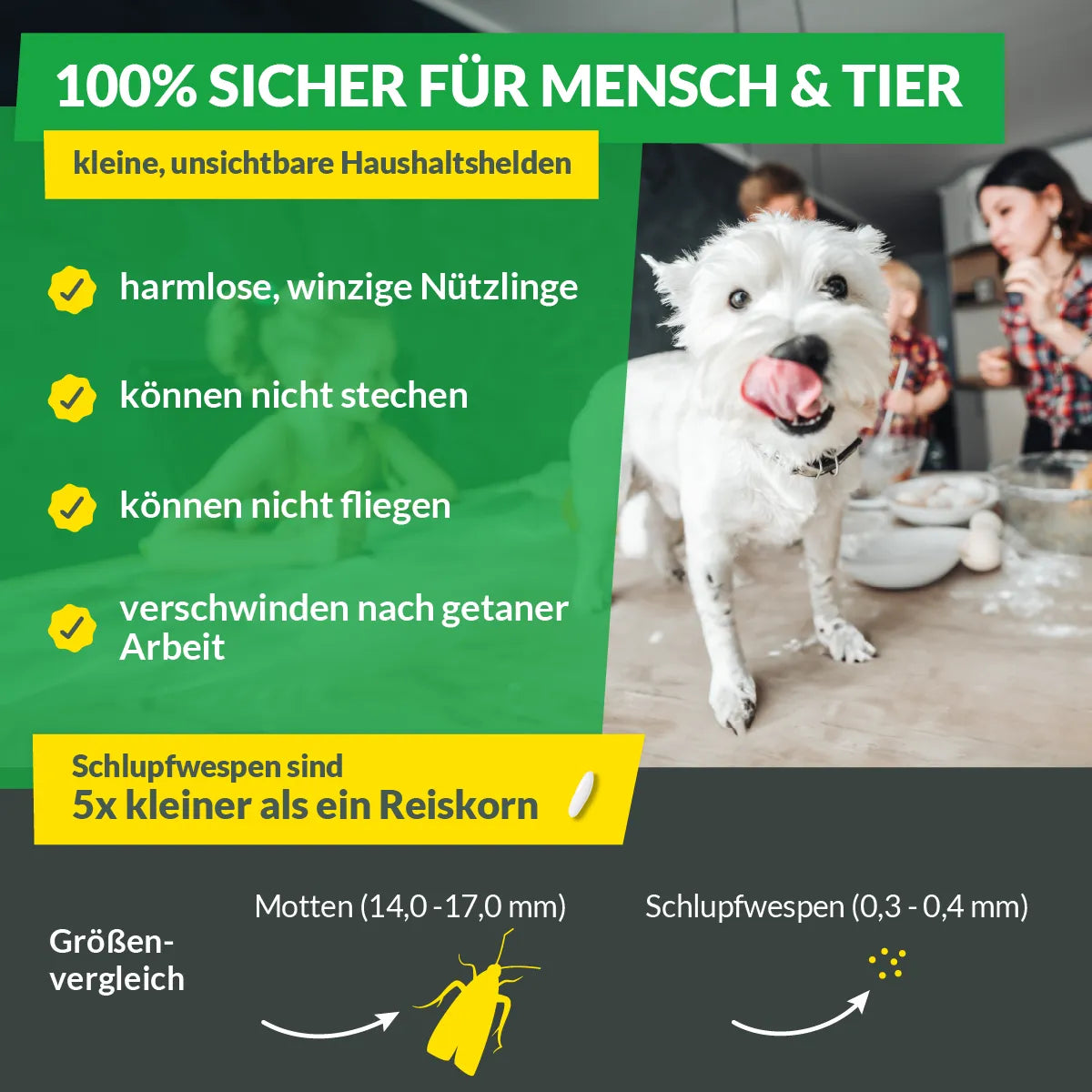 Schlupfwespen gegen Lebensmittelmotten